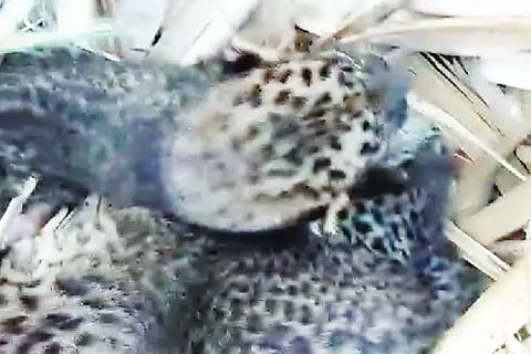 18 leopard