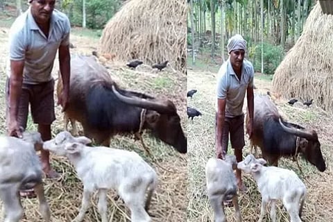 A buffalo gave birth to 2 calves within a week