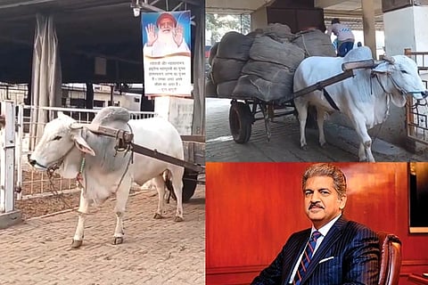 Anand Mahindra