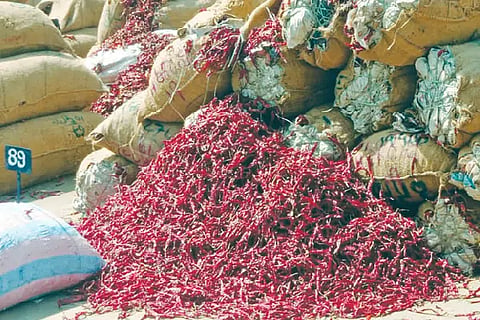 BYADAGI CHILLI