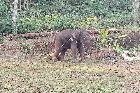 Baby Elephant