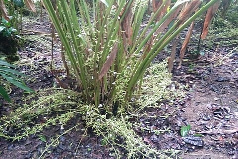 Cardamom crop on the brink of collapse