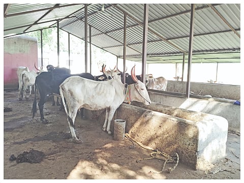 Come forward to help Goshala...!