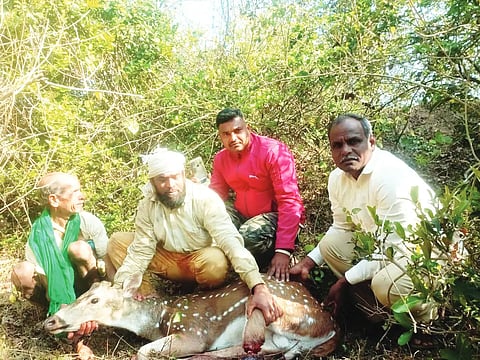 Dear resque in hanagal