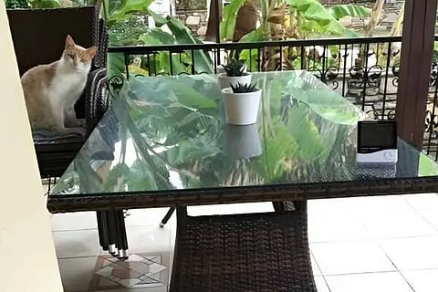 Find Cat 123