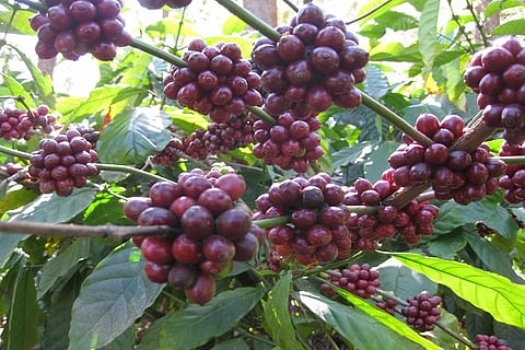 Growers panic due to untimely rains