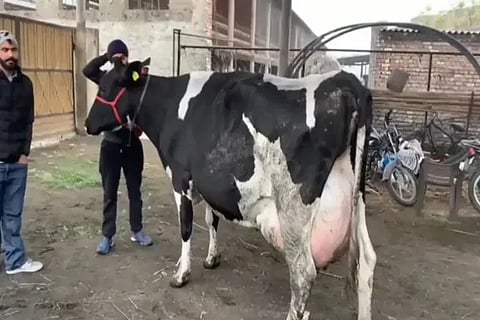 Haryana Cow