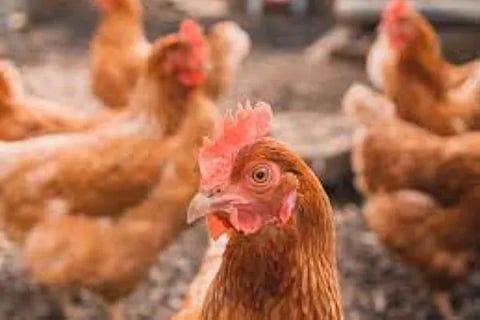 Hen