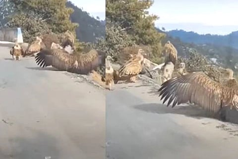 Jatayu Bird