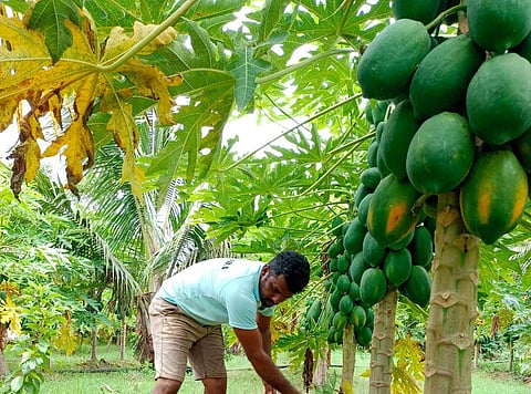 Kailancha-Ph-03-Negila Yogi-Ananthu Keremegaladoddi Raitha Story - Thota-Nirvane-30-12-2023