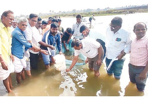 Kampli Fish