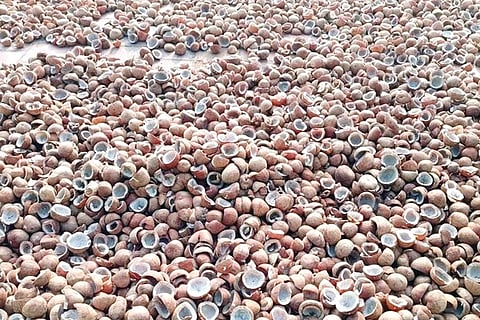 Kobbari