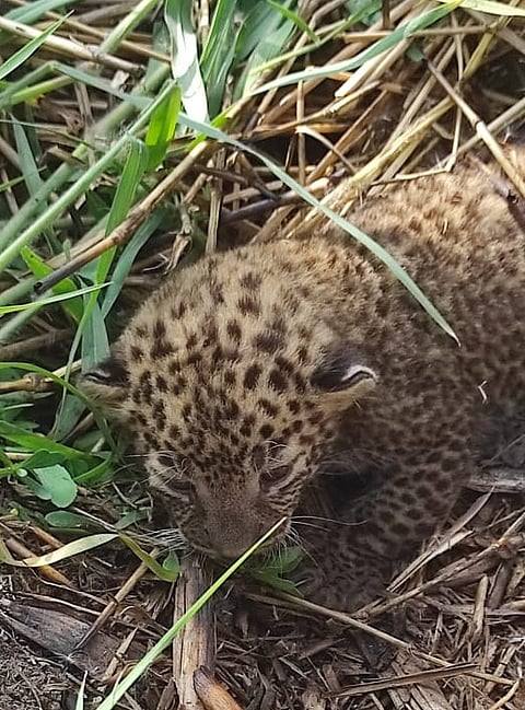 Leopard in sugarcane field mandya