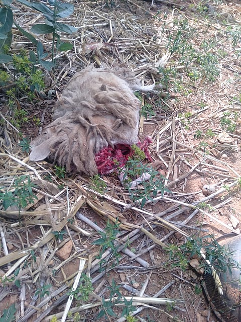 Leopard killed sheep mandya