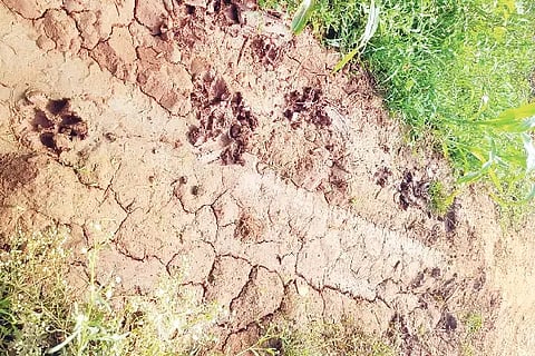 Leopard sighting in the fields of Shiragambi village