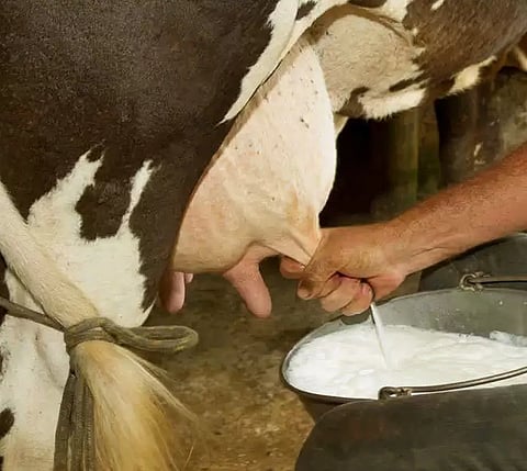 Milk 3