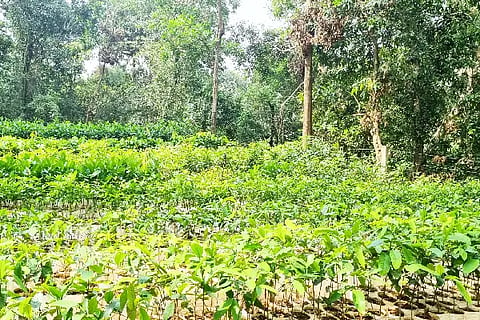Nidigal Nursery