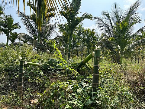 Nut tree felling mandya