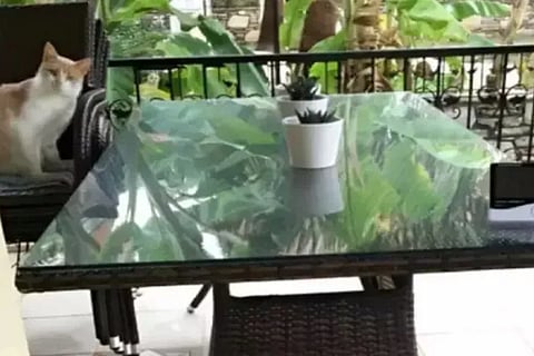 Optical Illusion cat in this photo only inteligent person can find