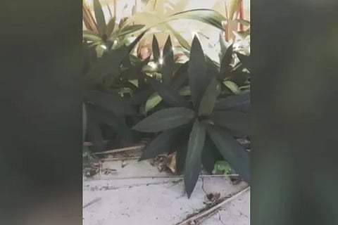 Optical Illusion​