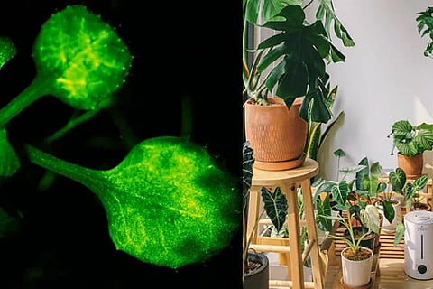 Plants