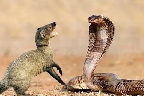 Snake Moonguse