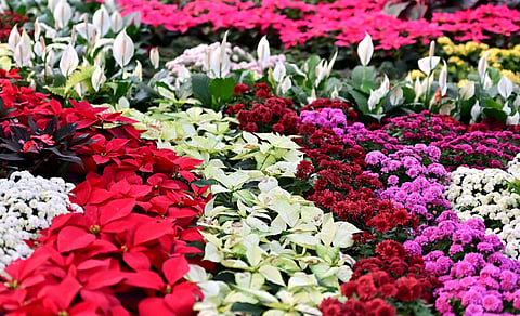 Sudhee_19_RD_Flower_Show_2024_@_Lalbagh (12)