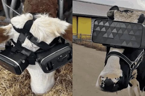 VR glasses