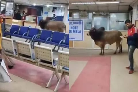 Video Of Bull Seen In Sbi Bank Has Gone Viral
