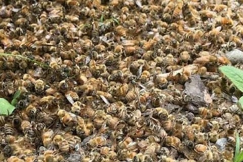 bees