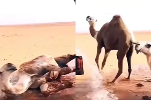 camel video