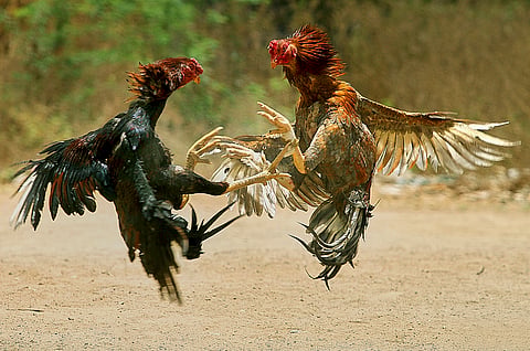 chicken fight