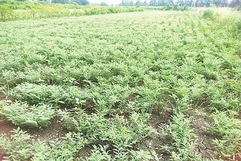 crop