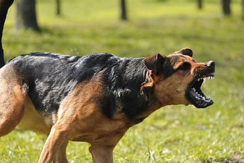 dog