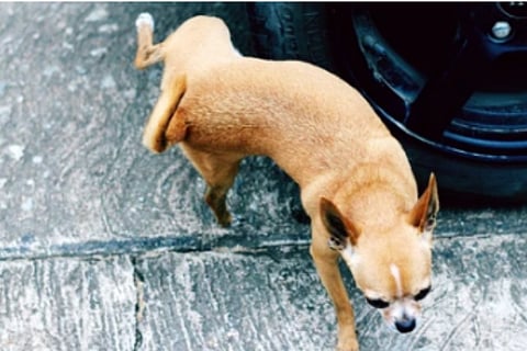 dog (1)