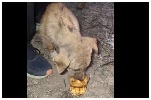 dog-2