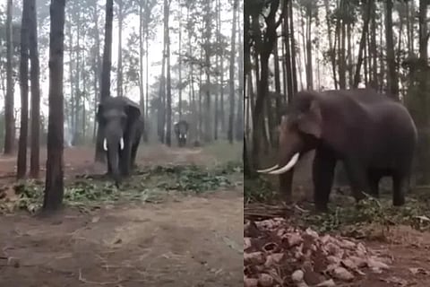 elephant