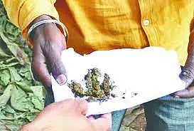 ganja arrest