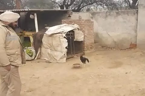hen