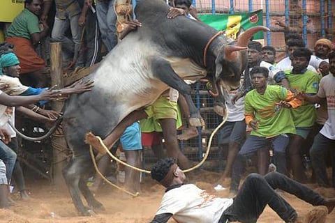 bull