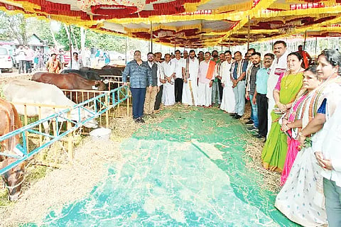 kambala