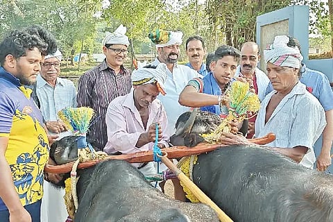 kudi kambala
