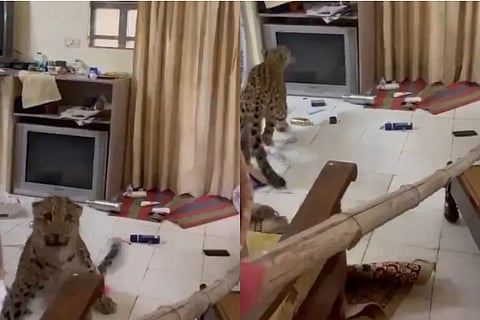 leopard enter in kanota castleh otel jaipur