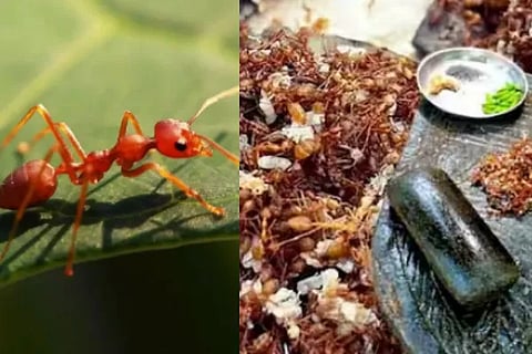 red ant