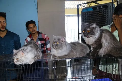 state level cat compitation