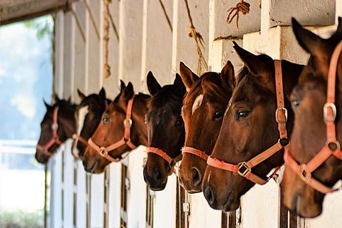 stud Farm