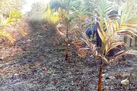 throwed areca nut peel indicate danger