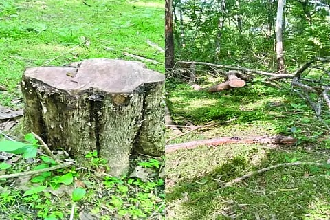 tree cutting