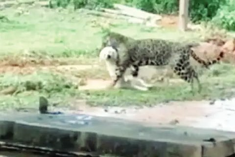 viral video