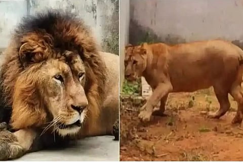ಸೀತಾ